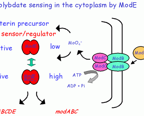 Molybdate sensing in the cytoplasm by ModE