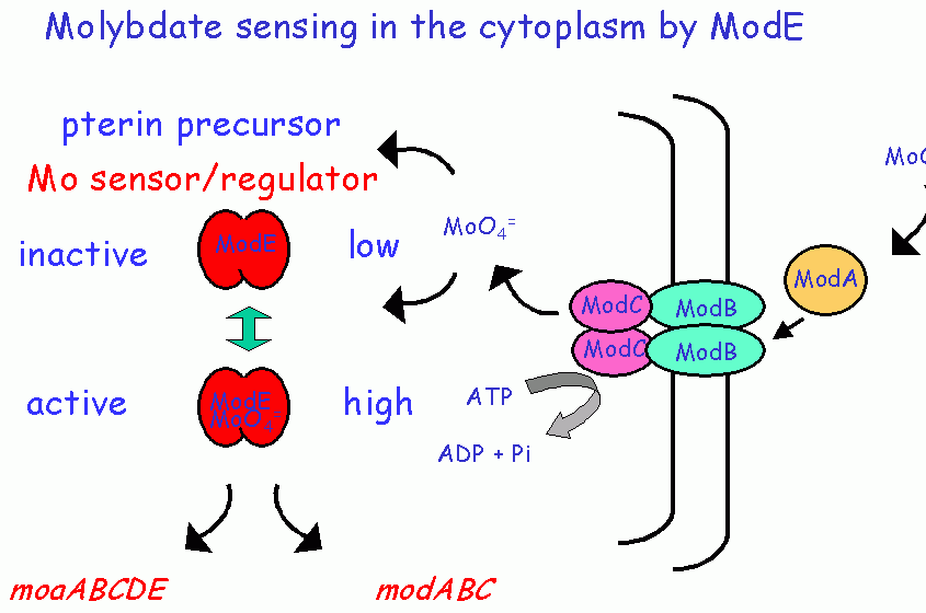 Molybdate sensing in the cytoplasm by ModE